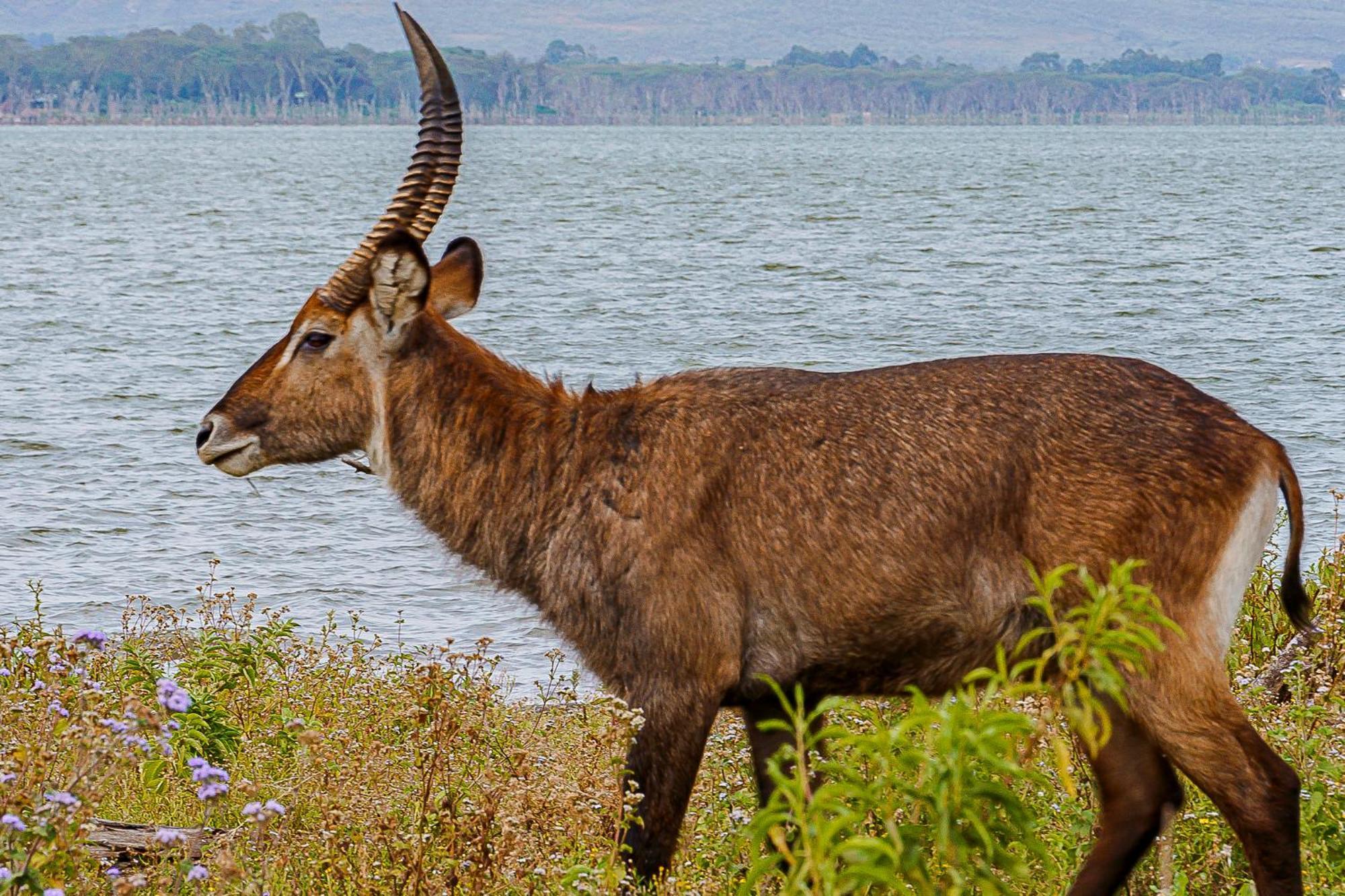 Muthu Lake Naivasha Country Club, Naivasha Karagite Kültér fotó